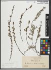 Foto von Salix repens subsp. repens L.